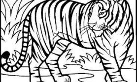 Desenhos de Animais Selvagens para Colorir e Imprimir