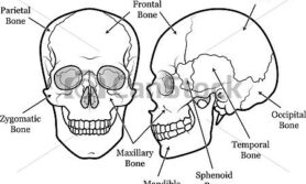 Desenhos anatomia para colorir cranio