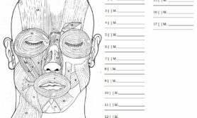 Desenhos de anatomia cabeça e pescoço para colorir