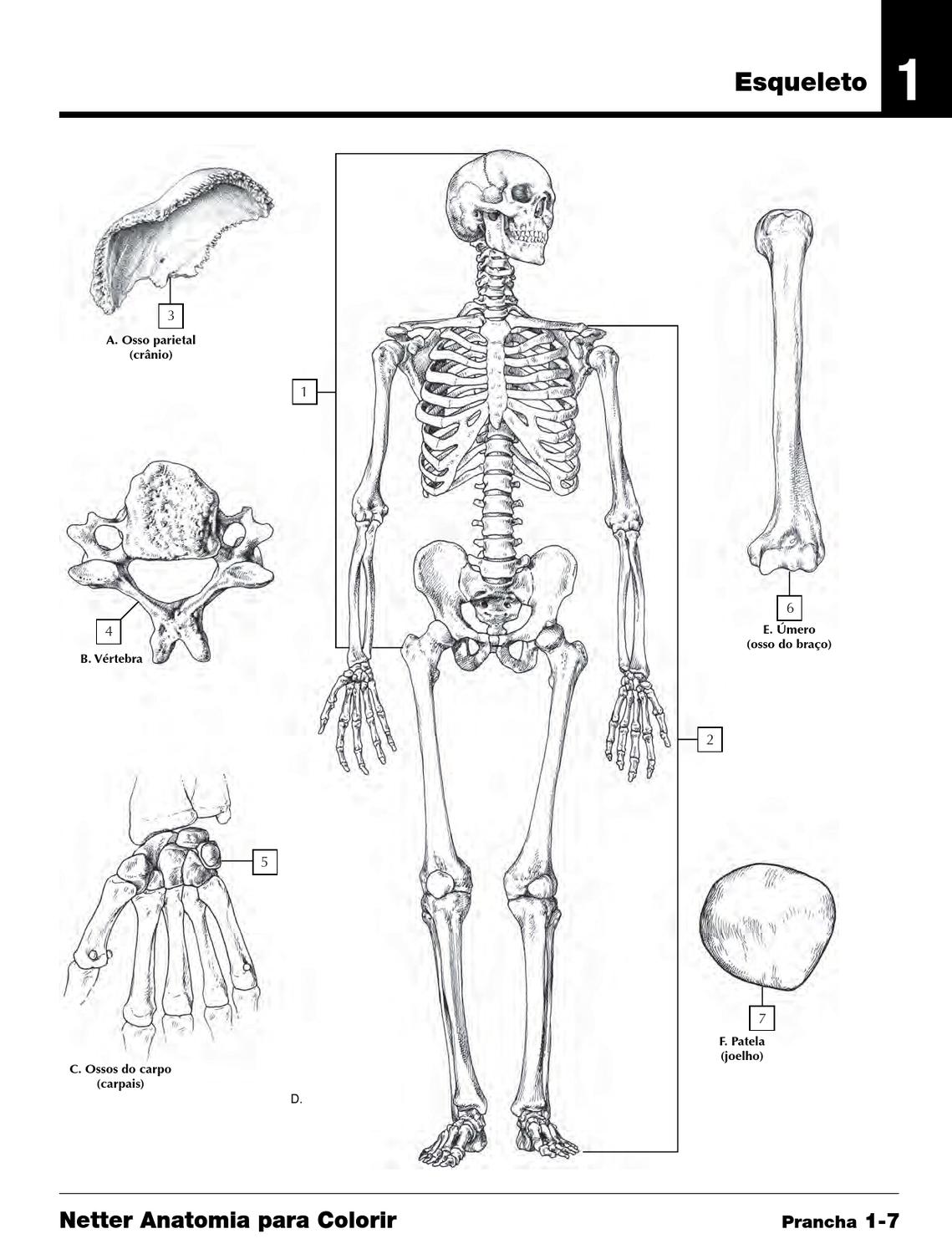 Desenhos de anatomia para colorir ossos Atividades Educativas