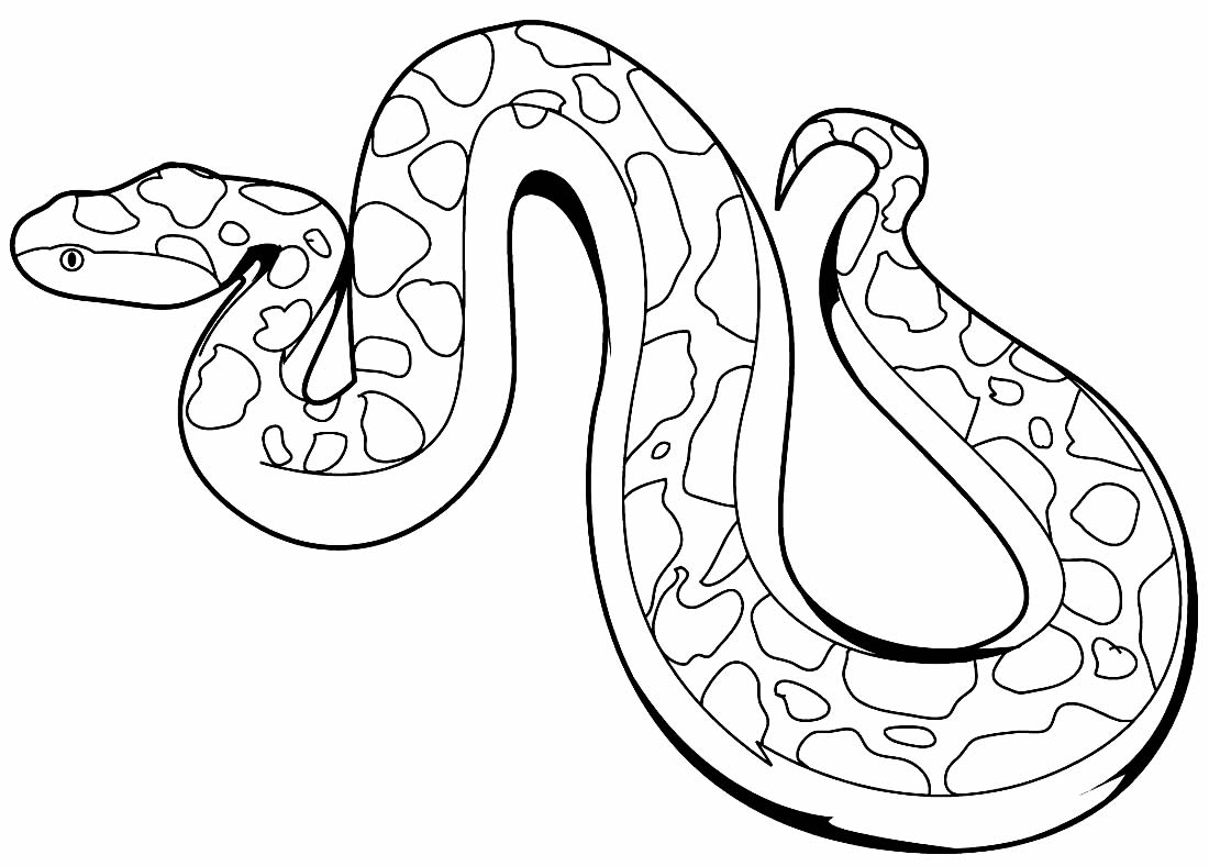 Desenhos de cobra para colorir  Atividades Educativas