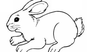Desenhos de coelho para colorir