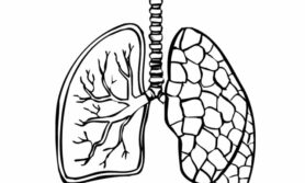 Desenhos de pulmão para colorir