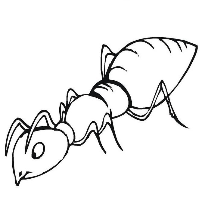 Desenhos de formiga para colorir Atividades Educativas
